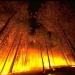 Gold Rush Mother Lode Cancelled Due to Fire Risk