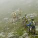 Lead Teams Suffer on a Tough Course