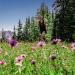 Red Cliff to Vail 
